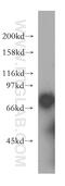 SLC20A2 antibody, 12820-1-AP, Proteintech Group, Western Blot image 