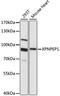 Aminoacylproline aminopeptidase antibody, LS-C750297, Lifespan Biosciences, Western Blot image 