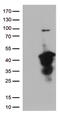 MEP antibody, CF812843, Origene, Western Blot image 