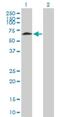 DLG Associated Protein 4 antibody, H00022839-B01P, Novus Biologicals, Western Blot image 