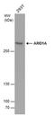 AT-Rich Interaction Domain 1A antibody, MA5-27793, Invitrogen Antibodies, Western Blot image 