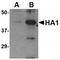 Neuraminidase antibody, TA160062, Origene, Western Blot image 