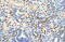 Zinc Finger Protein 326 antibody, 29-181, ProSci, Enzyme Linked Immunosorbent Assay image 
