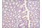 Ragulator complex protein PDRO antibody, 8975S, Cell Signaling Technology, Immunohistochemistry paraffin image 