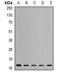 Nudix Hydrolase 2 antibody, orb341188, Biorbyt, Western Blot image 