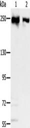 Minichromosome Maintenance Complex Component 3 Associated Protein antibody, TA350007, Origene, Western Blot image 