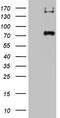 Gp110 antibody, TA803067, Origene, Western Blot image 