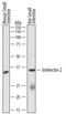 Intelectin 2 antibody, MA5-24358, Invitrogen Antibodies, Western Blot image 