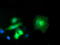 Exonuclease 3'-5' Domain Containing 1 antibody, TA502151, Origene, Immunofluorescence image 