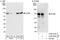 OTU domain-containing protein 5 antibody, A302-920A, Bethyl Labs, Immunoprecipitation image 
