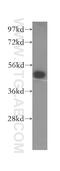 Biotinidase antibody, 16330-1-AP, Proteintech Group, Western Blot image 