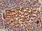 Heat Shock Protein Family A (Hsp70) Member 8 antibody, CSB-PA03249A0Rb, Cusabio, Immunohistochemistry paraffin image 