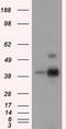 DNA excision repair protein ERCC-1 antibody, LS-C115201, Lifespan Biosciences, Western Blot image 