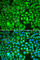 ETS Proto-Oncogene 1, Transcription Factor antibody, A1596, ABclonal Technology, Immunofluorescence image 