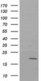 NADH:Ubiquinone Oxidoreductase Subunit B10 antibody, MA5-26055, Invitrogen Antibodies, Western Blot image 