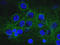 Spectrin alpha chain, brain antibody, LS-C204580, Lifespan Biosciences, Immunocytochemistry image 
