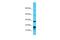 Membrane Spanning 4-Domains A6E antibody, PA5-46038, Invitrogen Antibodies, Western Blot image 