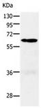 Protein Kinase N1 antibody, orb107601, Biorbyt, Western Blot image 