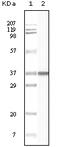 BLK Proto-Oncogene, Src Family Tyrosine Kinase antibody, 32-118, ProSci, Enzyme Linked Immunosorbent Assay image 