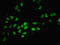 DNA-binding protein inhibitor ID-2 antibody, orb239175, Biorbyt, Immunofluorescence image 