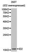 Inhibitor Of DNA Binding 2 antibody, A00417-2, Boster Biological Technology, Western Blot image 