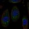 Solute Carrier Family 3 Member 1 antibody, HPA071102, Atlas Antibodies, Immunofluorescence image 
