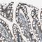 Urotensin 2 antibody, HPA017000, Atlas Antibodies, Immunohistochemistry frozen image 