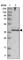 Family With Sequence Similarity 76 Member B antibody, HPA036608, Atlas Antibodies, Western Blot image 