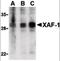 XIAP Associated Factor 1 antibody, orb87389, Biorbyt, Western Blot image 