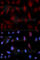Phospholipase C Beta 1 antibody, A1971, ABclonal Technology, Immunofluorescence image 