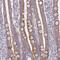 Mitochondrial Ribosomal Protein S2 antibody, PA5-63422, Invitrogen Antibodies, Immunohistochemistry frozen image 