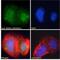 Zinc Finger MYND-Type Containing 11 antibody, NB100-1157, Novus Biologicals, Immunofluorescence image 