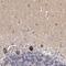 Dapper homolog 1 antibody, HPA003016, Atlas Antibodies, Immunohistochemistry frozen image 
