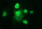 RNA Polymerase III Subunit G Like antibody, LS-C338227, Lifespan Biosciences, Immunofluorescence image 