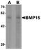Bone morphogenetic protein 15 antibody, orb75810, Biorbyt, Western Blot image 