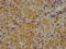 Complement C4A (Rodgers Blood Group) antibody, CSB-PA003949LA01HU, Cusabio, Immunohistochemistry frozen image 