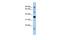 Proline Rich 19 antibody, GTX45153, GeneTex, Western Blot image 