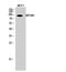 Histone H2A deubiquitinase MYSM1 antibody, A06500-2, Boster Biological Technology, Western Blot image 