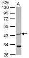 Protein NDRG4 antibody, PA5-31077, Invitrogen Antibodies, Western Blot image 