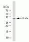 Proto-oncogene serine/threonine-protein kinase pim-1 antibody, 39-4600, Invitrogen Antibodies, Western Blot image 