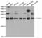 Membrane-associated progesterone receptor component 1 antibody, TA332794, Origene, Western Blot image 