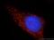 Dickkopf WNT Signaling Pathway Inhibitor 1 antibody, 21112-1-AP, Proteintech Group, Immunofluorescence image 