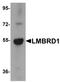 Probable lysosomal cobalamin transporter antibody, orb94599, Biorbyt, Western Blot image 