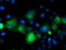 Ubiquitin-like-conjugating enzyme ATG3 antibody, TA503161, Origene, Immunofluorescence image 