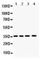 JunB Proto-Oncogene, AP-1 Transcription Factor Subunit antibody, PB9226, Boster Biological Technology, Western Blot image 