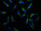 Solute Carrier Family 34 Member 3 antibody, LS-C672657, Lifespan Biosciences, Immunofluorescence image 