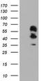 Schwannomin-interacting protein 1 antibody, TA504470, Origene, Western Blot image 