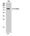 Tyrosine Hydroxylase antibody, STJ90748, St John
