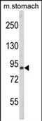 Par-3 Family Cell Polarity Regulator antibody, PA5-72553, Invitrogen Antibodies, Western Blot image 