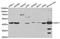 Adenosylhomocysteinase antibody, A5300, ABclonal Technology, Western Blot image 